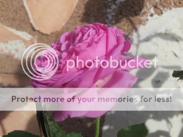 Mme. Isaac Pereire photo MmeIsaacPerriere2_zps748facd8.jpg